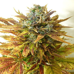 ARJAN'S ULTRA HAZE I ·...